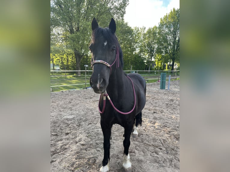 Welsh C (of Cob Type) Gelding 15 years 14,2 hh Black in Hammah