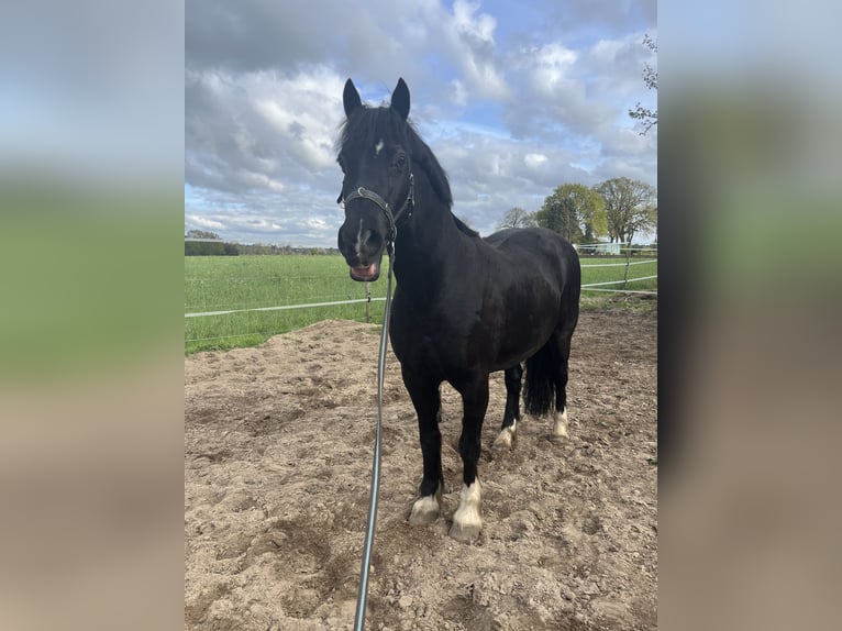 Welsh C (of Cob Type) Gelding 15 years 14,2 hh Black in Hammah