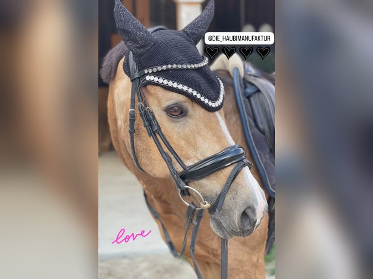 Welsh C (of Cob Type) Gelding 15 years 14,2 hh Dun in Dießen am Ammersee