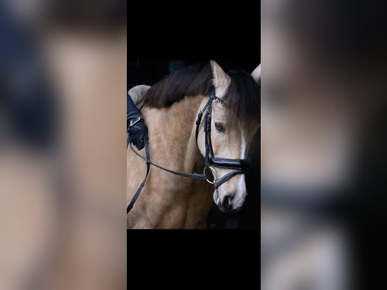 Welsh C (of Cob Type) Gelding 15 years 14,2 hh Dun in Dießen am Ammersee