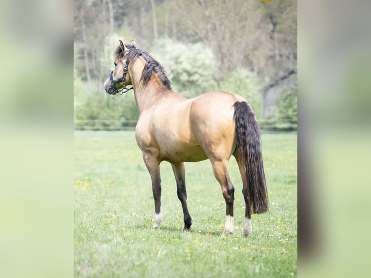 Welsh C (of Cob Type) Gelding 15 years 14,2 hh Dun in Dießen am Ammersee