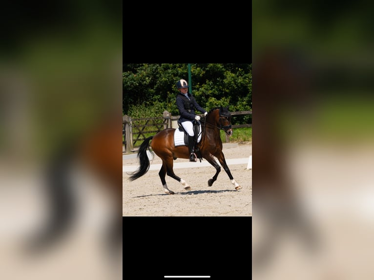 Welsh C (of Cob Type) Gelding 16 years 13,1 hh Bay-Dark in Wuustwezel