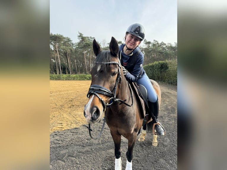 Welsh C (of Cob Type) Gelding 16 years 13,1 hh Bay-Dark in Wuustwezel