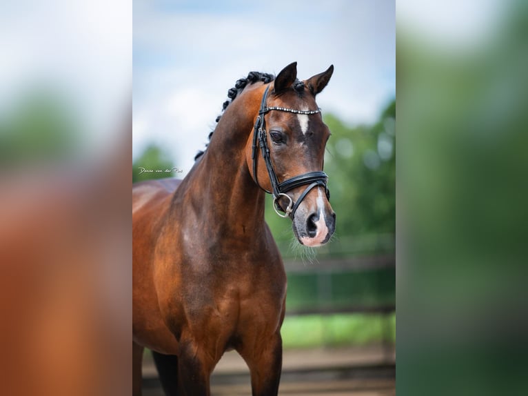 Welsh C (of Cob Type) Gelding 16 years 13,1 hh Bay-Dark in Wuustwezel