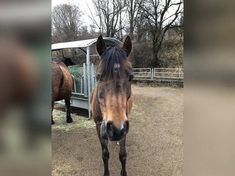 Welsh C (of Cob Type) Gelding 16 years 14,1 hh Brown in Peiting