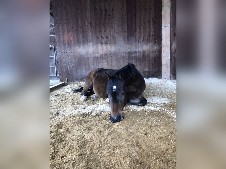 Welsh C (of Cob Type) Gelding 16 years 14,1 hh Brown in Peiting