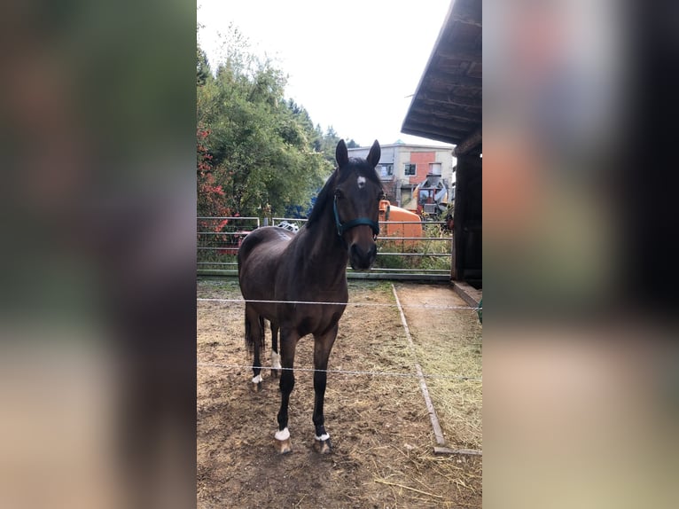 Welsh C (of Cob Type) Gelding 16 years 14,1 hh Brown in Peiting