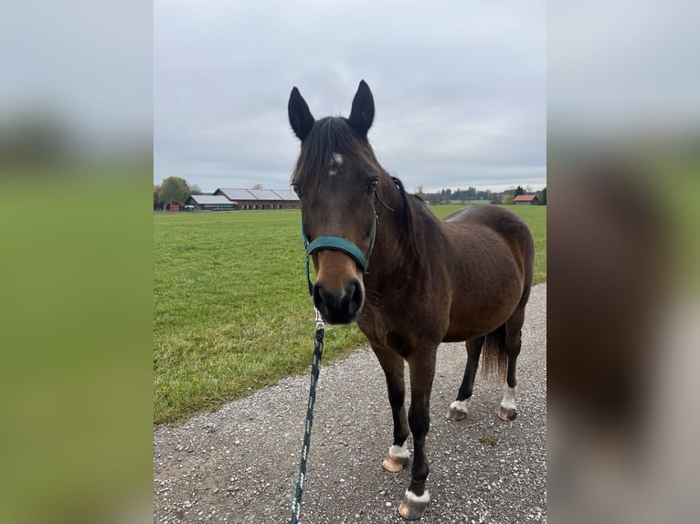 Welsh C (of Cob Type) Gelding 16 years 14,1 hh Brown in Peiting