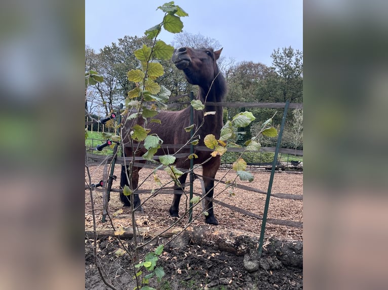 Welsh C (of Cob Type) Gelding 19 years 13,3 hh Bay-Dark in Wuppertal