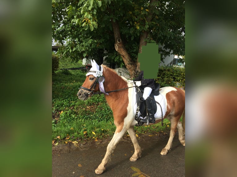 Welsh C (of Cob Type) Mix Gelding 20 years 12,2 hh Pinto in Hemsbach