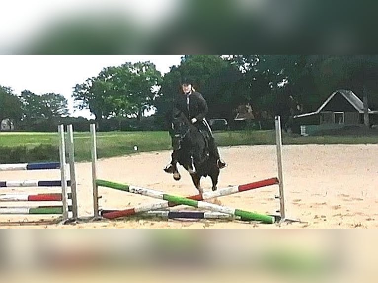 Welsh C (of Cob Type) Gelding 24 years 13,1 hh Black in Terwispel