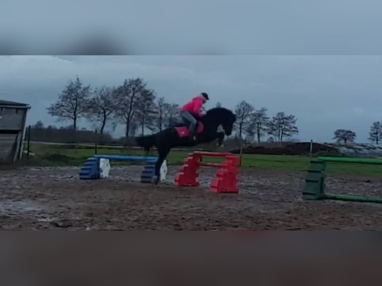 Welsh C (of Cob Type) Gelding 24 years 13,1 hh Black in Terwispel