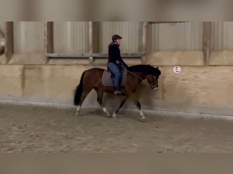 Welsh C (of Cob Type) Gelding 3 years 13,3 hh Brown in Schwarmstedt