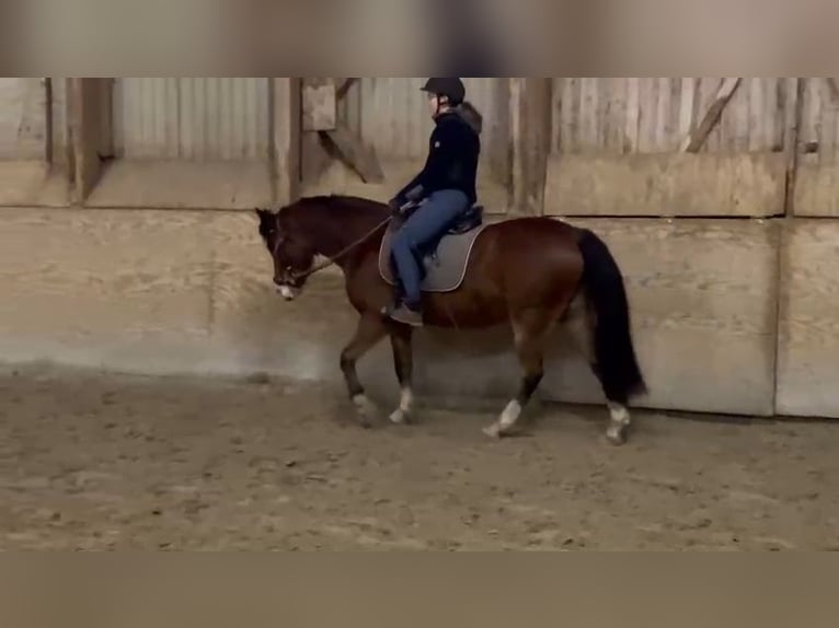 Welsh C (of Cob Type) Gelding 3 years 13,3 hh Brown in Schwarmstedt