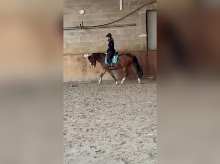 Welsh C (of Cob Type) Gelding 3 years 13,3 hh Brown in Schwarmstedt