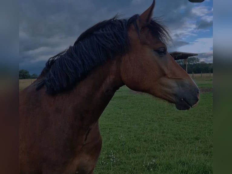 Welsh C (of Cob Type) Gelding 3 years 13,3 hh Brown in Schwarmstedt