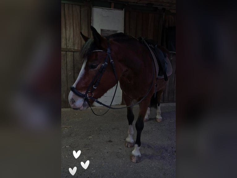 Welsh C (of Cob Type) Gelding 3 years 13,3 hh Brown in Schwarmstedt