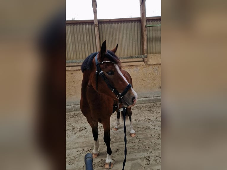 Welsh C (of Cob Type) Gelding 3 years 13,3 hh Brown in Schwarmstedt