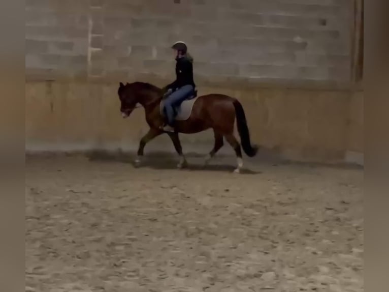 Welsh C (of Cob Type) Gelding 3 years 13,3 hh Brown in Schwarmstedt