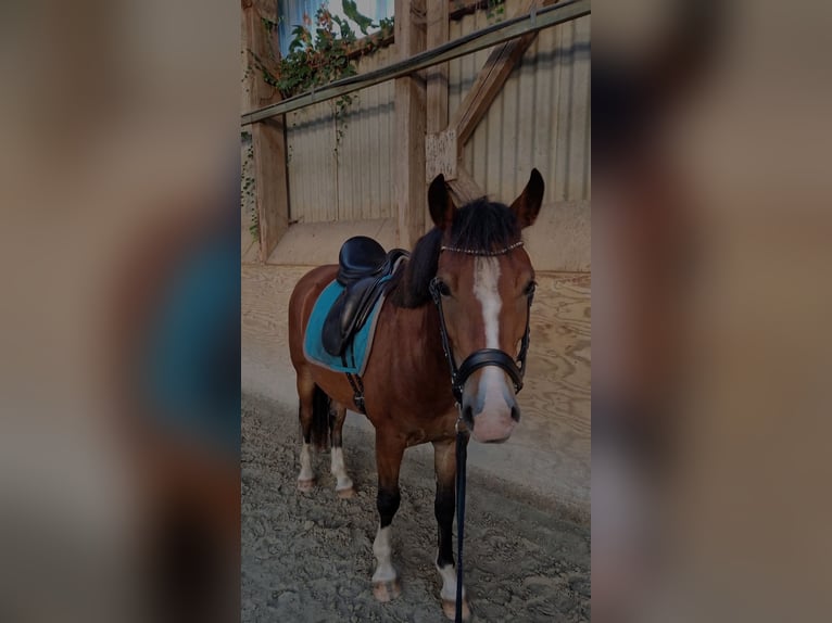 Welsh C (of Cob Type) Gelding 3 years 13,3 hh Brown in Schwarmstedt