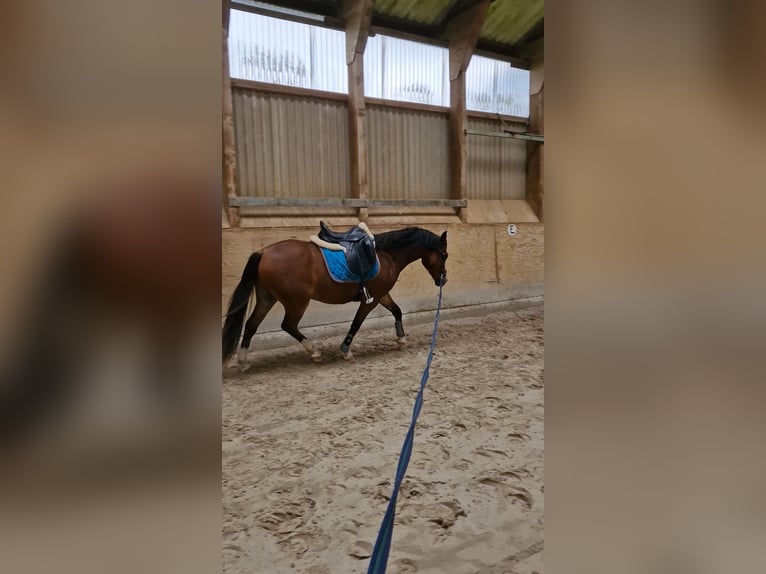 Welsh C (of Cob Type) Gelding 3 years 13,3 hh Brown in Schwarmstedt