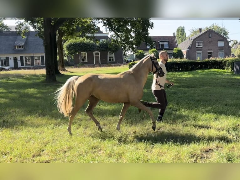 Welsh C (of Cob Type) Gelding 3 years 13 hh Palomino in Den Hout