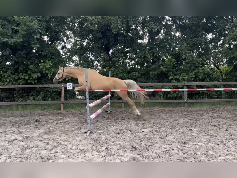 Welsh C (of Cob Type) Gelding 3 years 13 hh Palomino in Den Hout