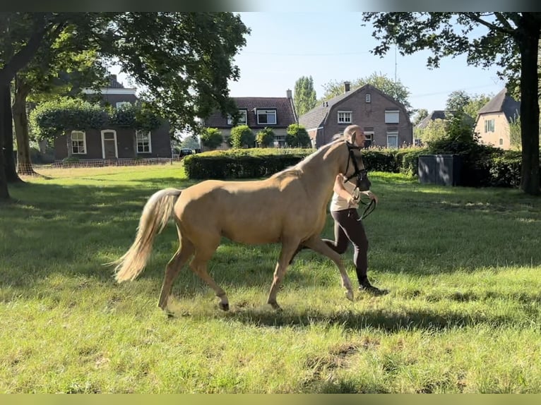 Welsh C (of Cob Type) Gelding 3 years 13 hh Palomino in Den Hout