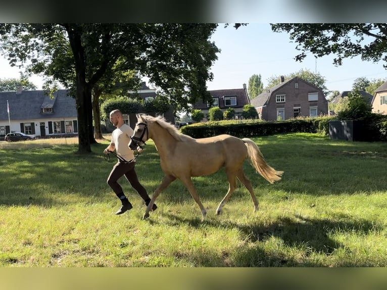 Welsh C (of Cob Type) Gelding 3 years 13 hh Palomino in Den Hout