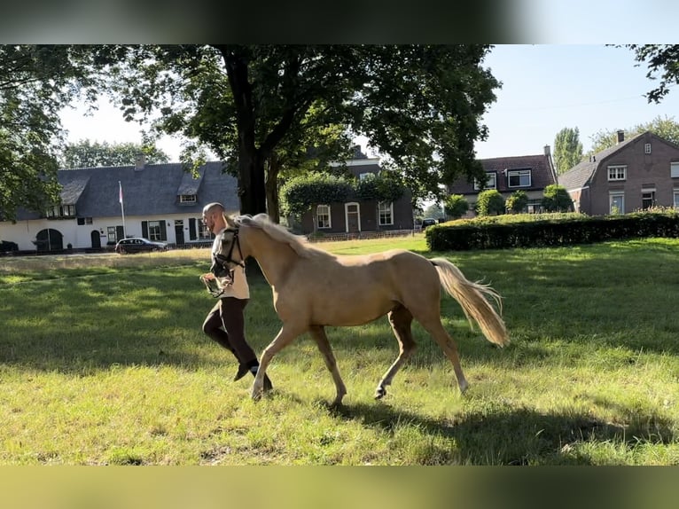 Welsh C (of Cob Type) Gelding 3 years 13 hh Palomino in Den Hout