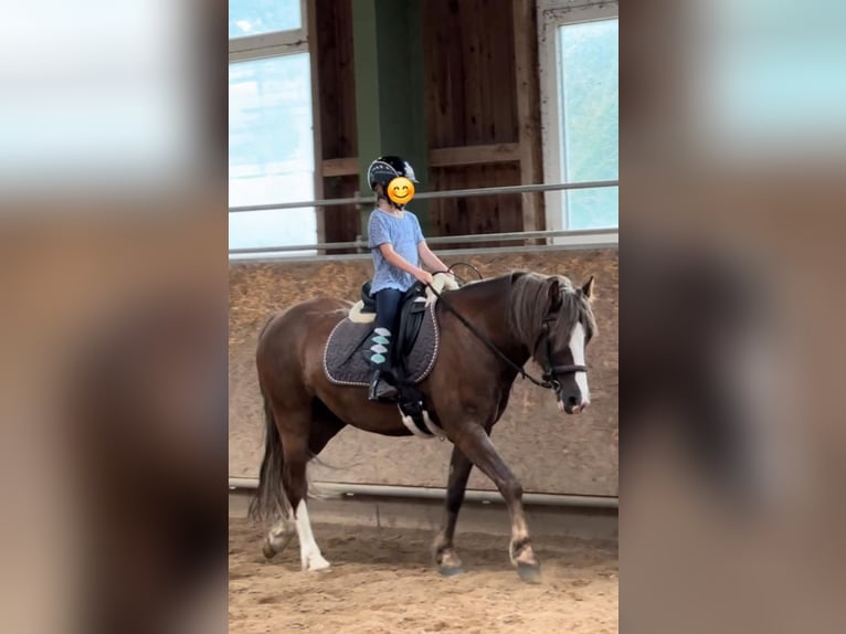 Welsh C (of Cob Type) Gelding 5 years 13,2 hh Chestnut in Marklohe