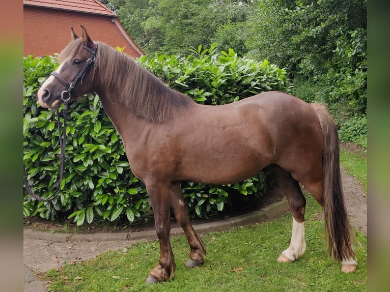 Welsh C (of Cob Type) Gelding 5 years 13,2 hh Chestnut in Marklohe