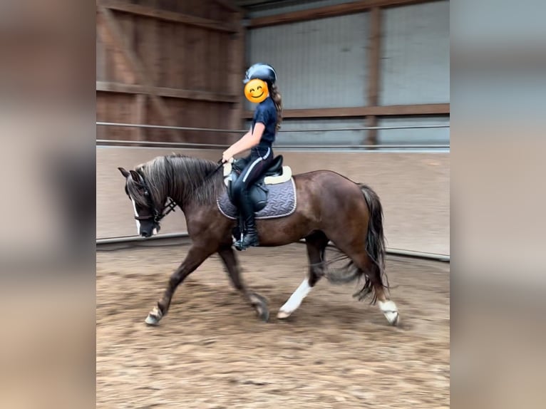 Welsh C (of Cob Type) Gelding 5 years 13,2 hh Chestnut in Marklohe