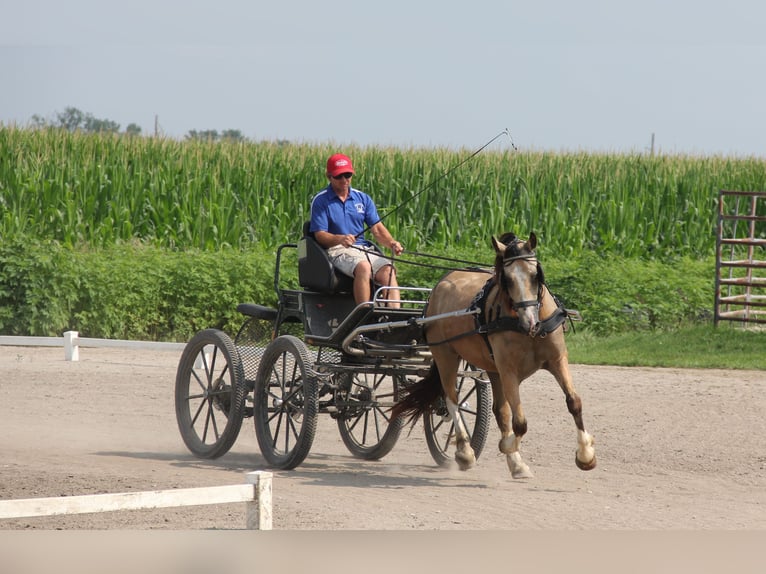 Welsh C (of Cob Type) Gelding 5 years 14 hh Buckskin in Cambridge