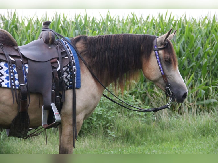 Welsh C (of Cob Type) Gelding 5 years 14 hh Buckskin in Cambridge