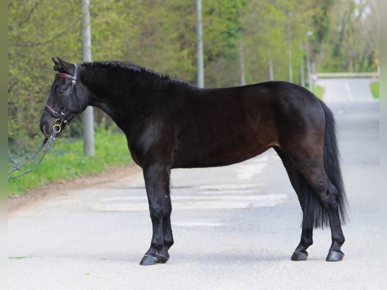 Welsh C (of Cob Type) Gelding 6 years 13,2 hh Black in Königsdorf