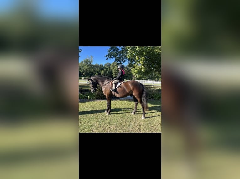 Welsh C (of Cob Type) Gelding 6 years 14,1 hh Black in Howell MI