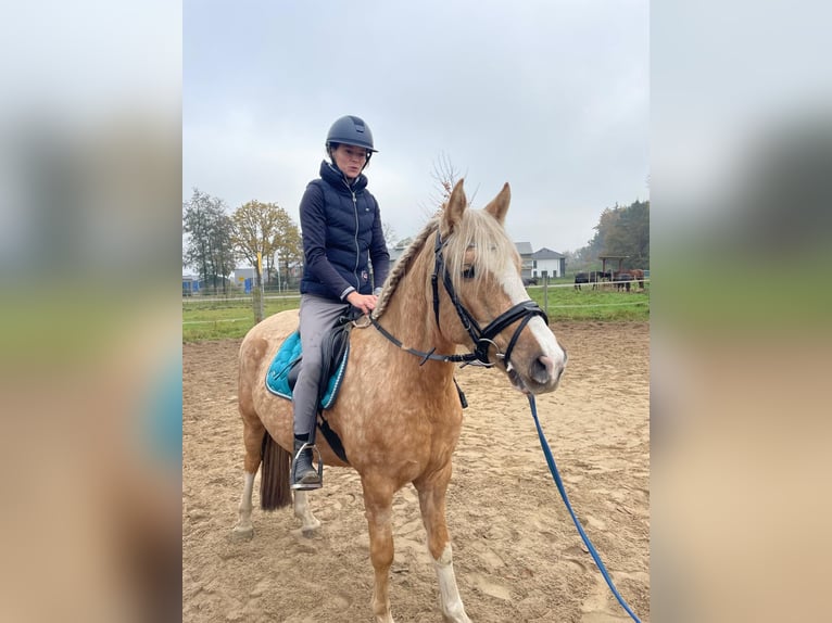 Welsh C (of Cob Type) Mix Gelding 6 years 14,1 hh Champagne in Emsbüren