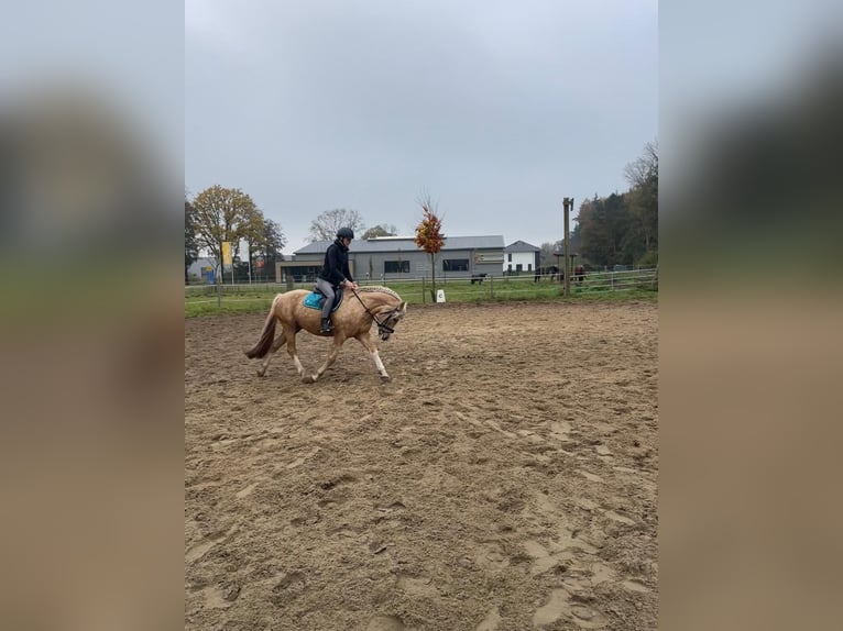 Welsh C (of Cob Type) Mix Gelding 6 years 14,1 hh Champagne in Emsbüren