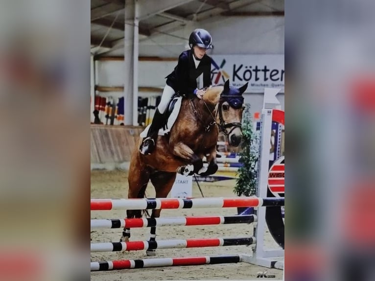 Welsh C (of Cob Type) Mix Gelding 6 years 14,1 hh Champagne in Emsbüren