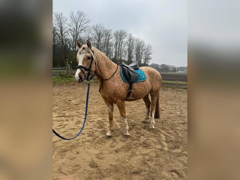 Welsh C (of Cob Type) Mix Gelding 6 years 14,1 hh Champagne in Emsbüren