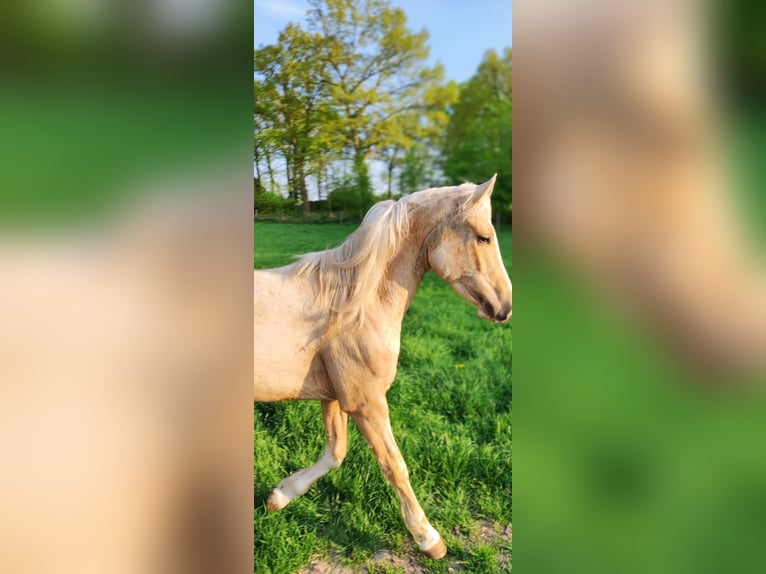 Welsh C (of Cob Type) Mix Gelding 6 years 14,1 hh Champagne in Emsbüren