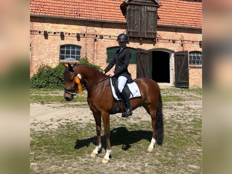 Welsh C (of Cob Type) Gelding 6 years 14 hh Brown in Züssow