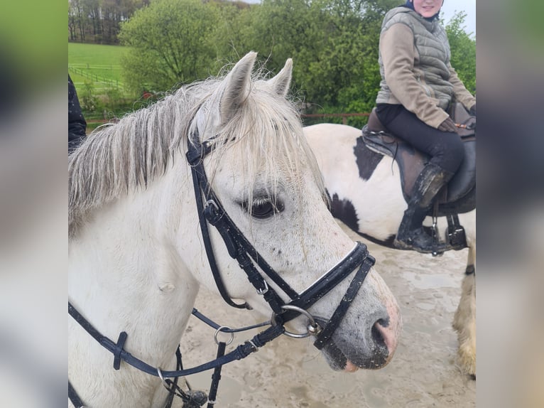 Welsh C (of Cob Type) Gelding 7 years 11,2 hh Gray in Iserlohn