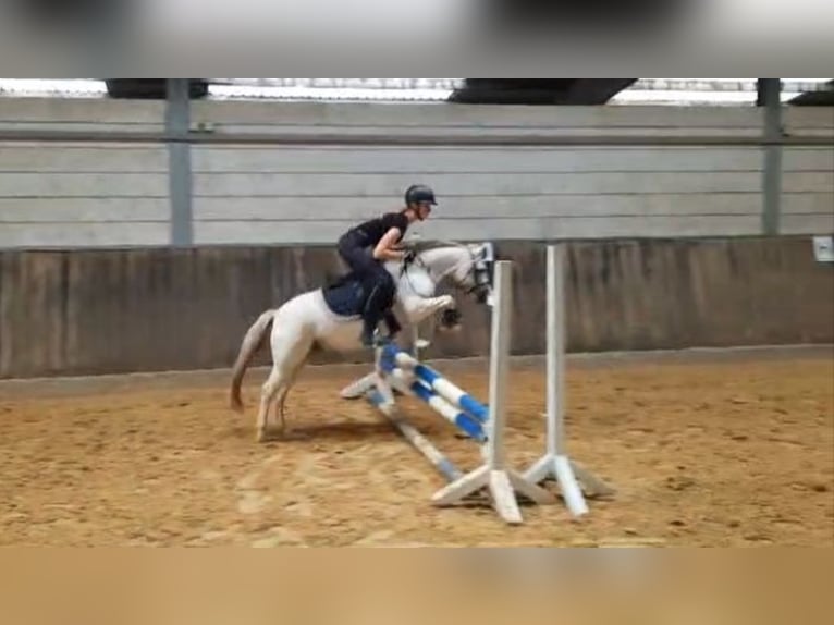 Welsh C (of Cob Type) Gelding 7 years 11,2 hh Gray in Iserlohn