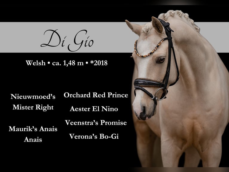 Welsh C (of Cob Type) Gelding 7 years 14,2 hh Palomino in Wehringen