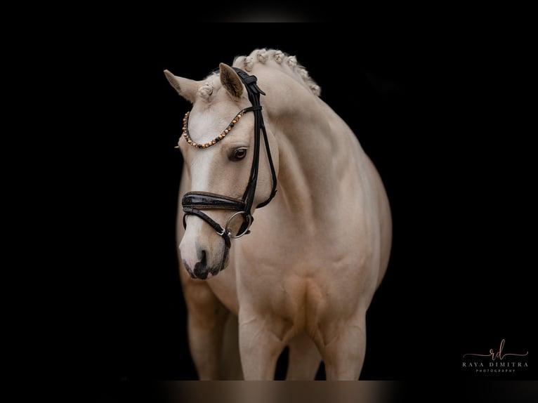 Welsh C (of Cob Type) Gelding 7 years 14,2 hh Palomino in Wehringen