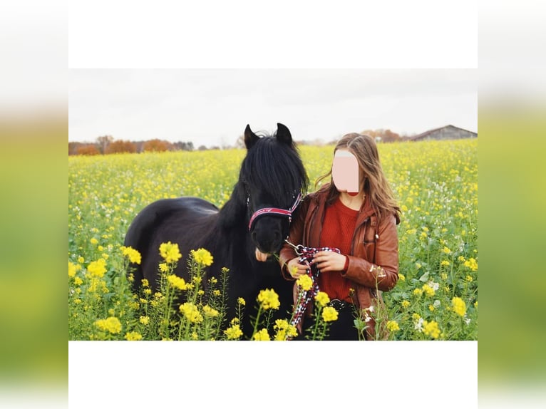 Welsh C (of Cob Type) Gelding 8 years 12,3 hh Black in Bothel