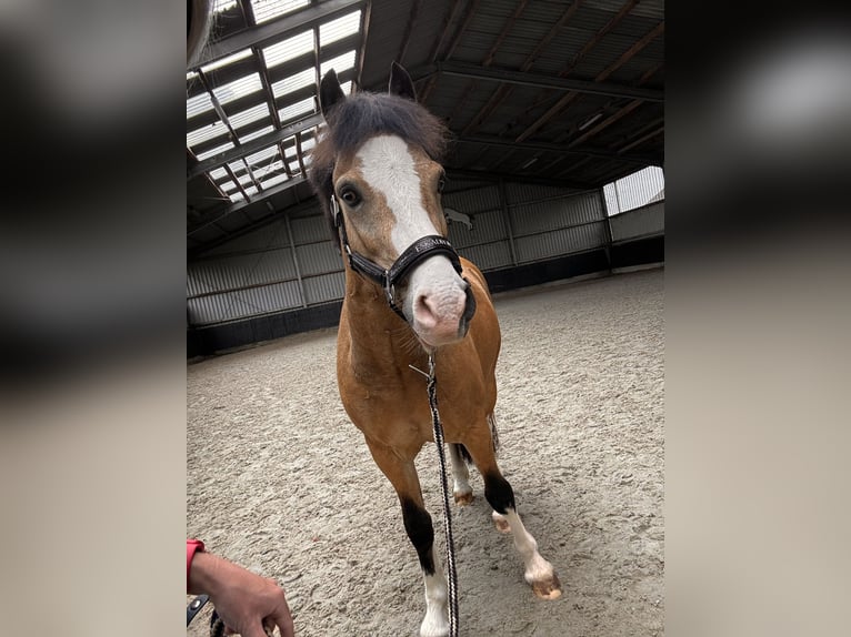 Welsh C (of Cob Type) Gelding 8 years 13,1 hh Dun in Waldfeucht