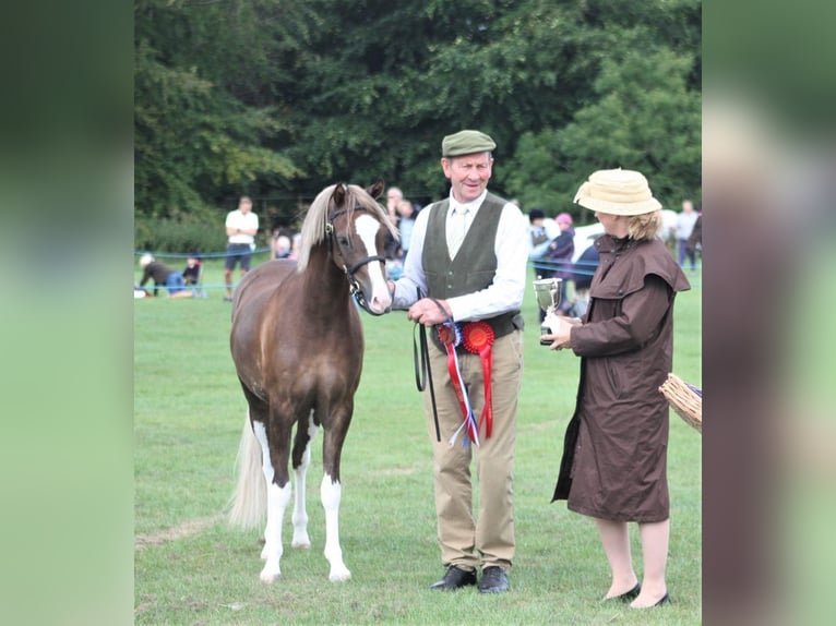 Welsh C (of Cob Type) Gelding 8 years 13,2 hh Sorrel in Vilaplana